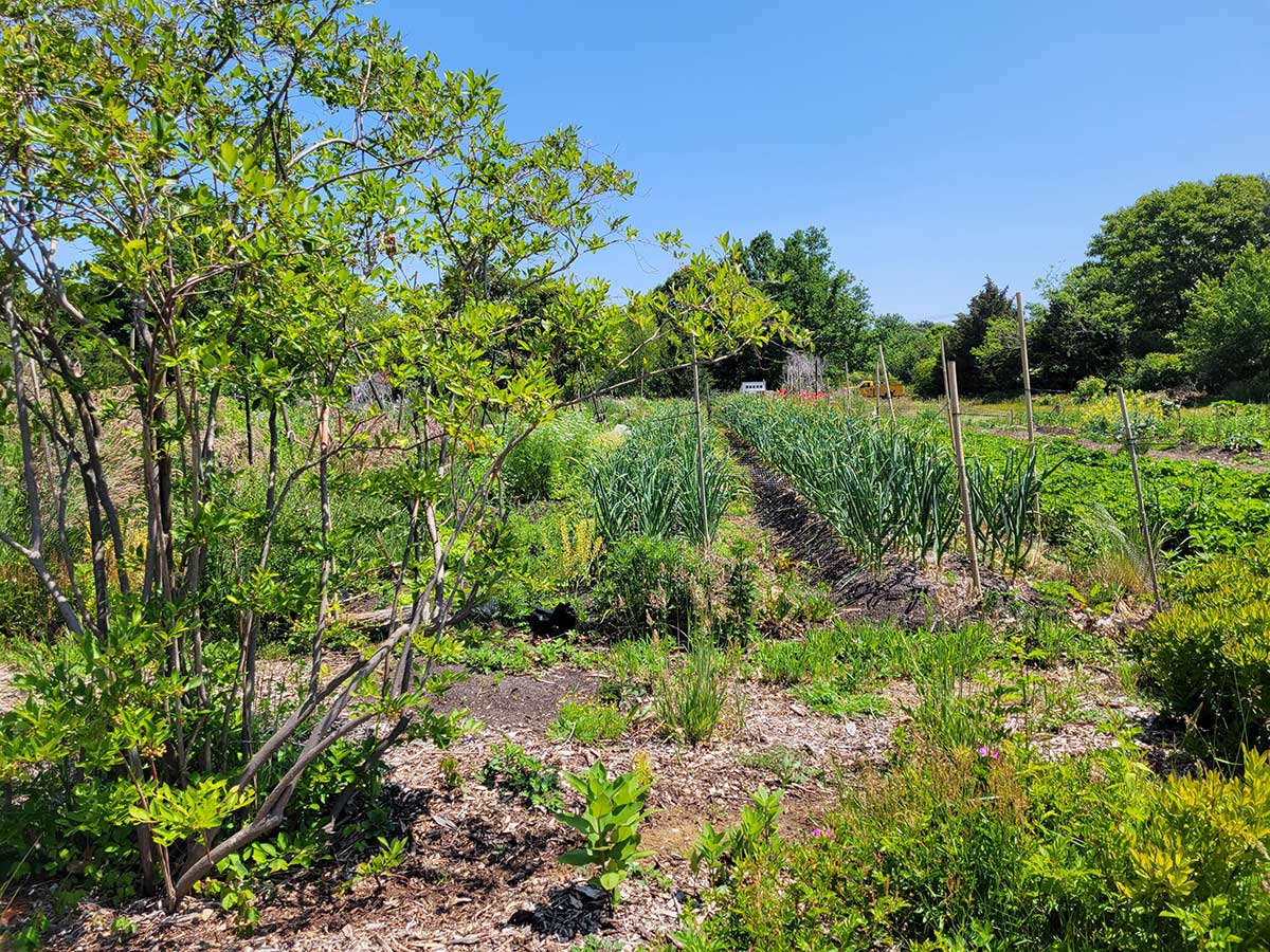 Garden plots with trees around the edges