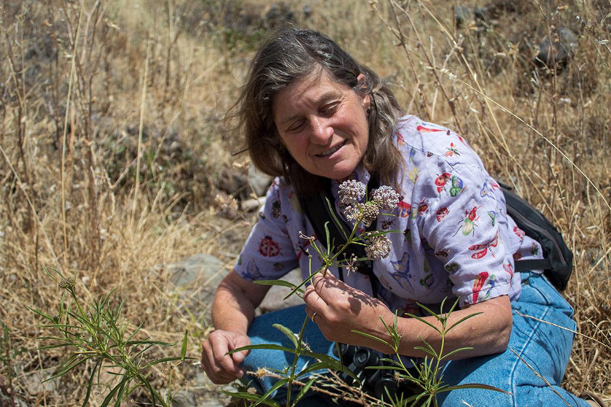 Mia inspecting a milkweed plant