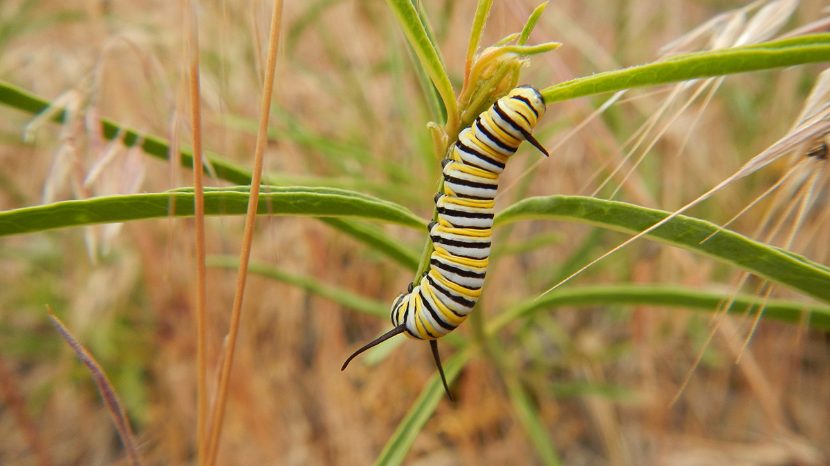Monarch caterpillar on milkweed plant