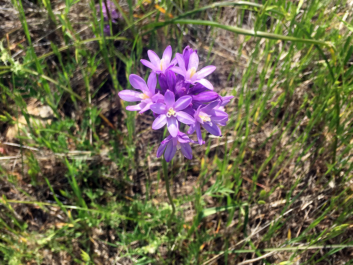 bunch of purple flowers