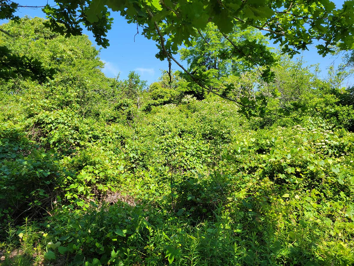 Invasive woody trees