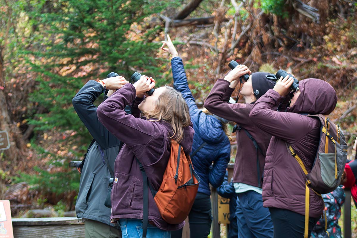 Group of people looking up into the trees with binoculars
