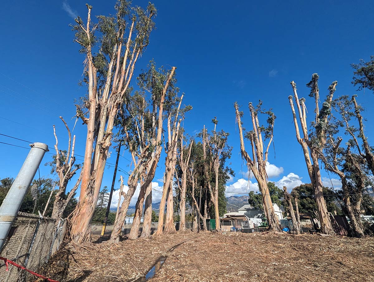 Set of tall trees with cut branches