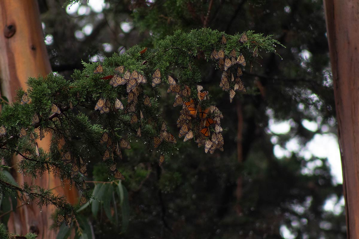 Cluster of monarch butterflies on a tree