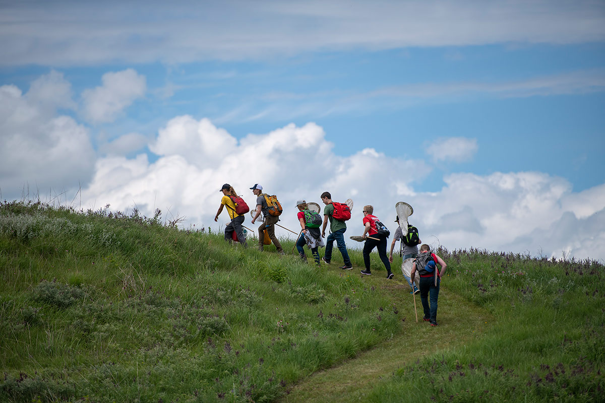 Several young adults, with backpacks and butterfly nets, walk up a steep hill covered in native grasses and flowers. The clouds are visible beyond the crest of the hill, suggesting that the hill is at high elevation.