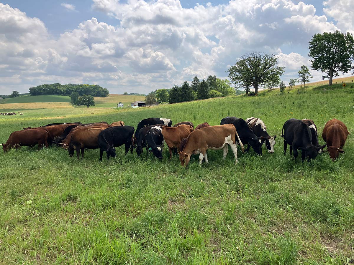 Several cows grazing in a field. Instead of introduced grasses, this field is full of native prairie plants