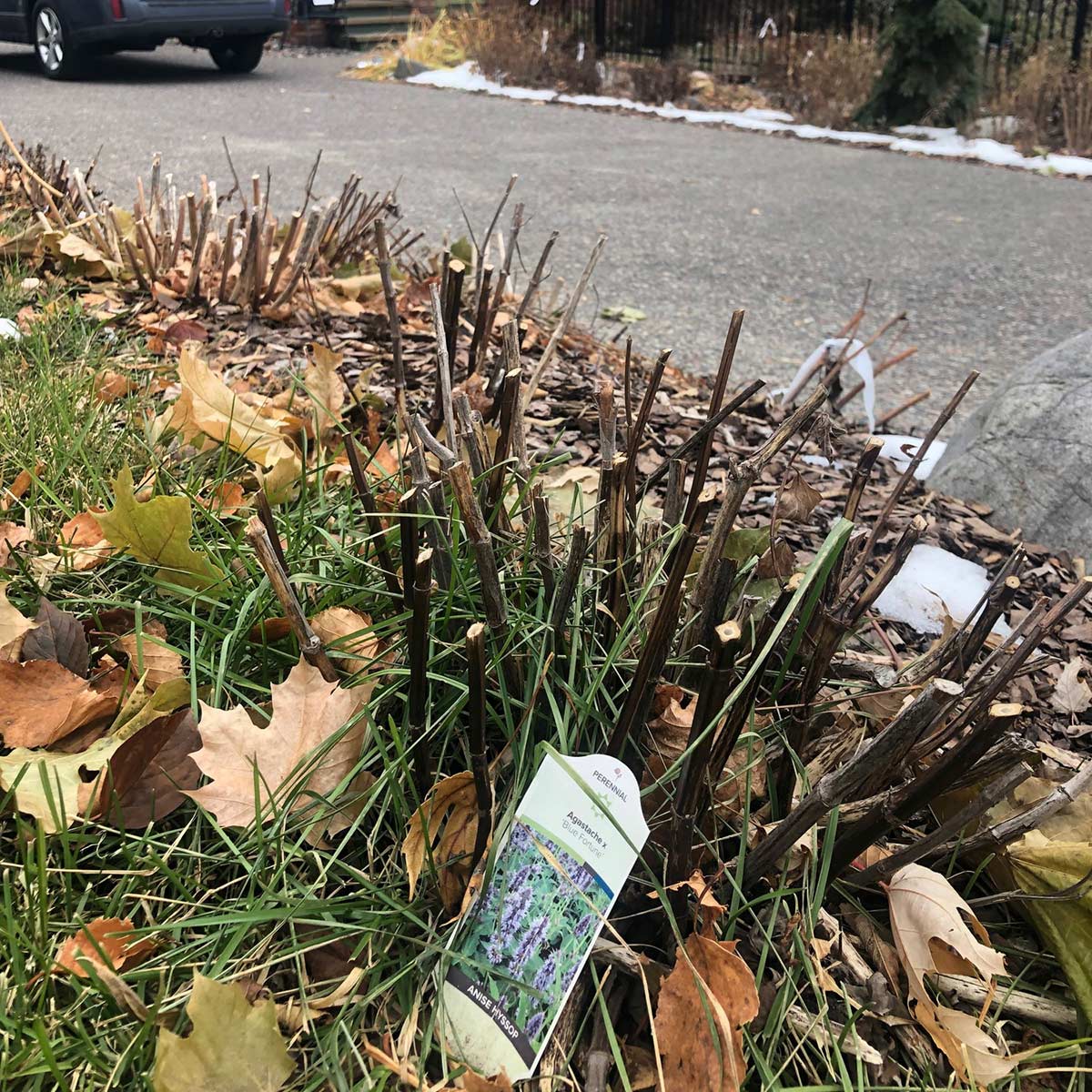 A perenial plant in early spring, along the edge of a driveway. The plants stems have been cut to allow for bees to use them as nests.
