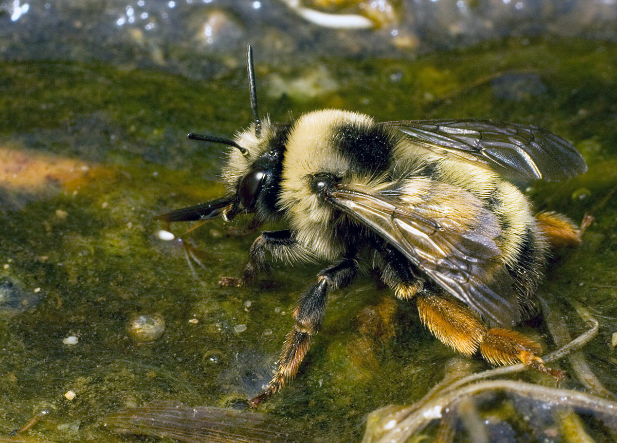 A large fluffy bee drinking from a shallow pool of water”