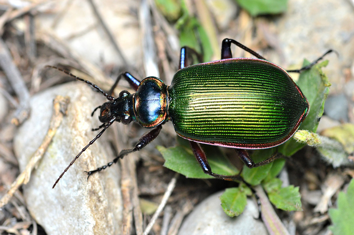 A ground beetle walking over rocky ground. Its head and legs are dark brown or black, but its wing covers are a brilliant metallic green fringed with purple. 