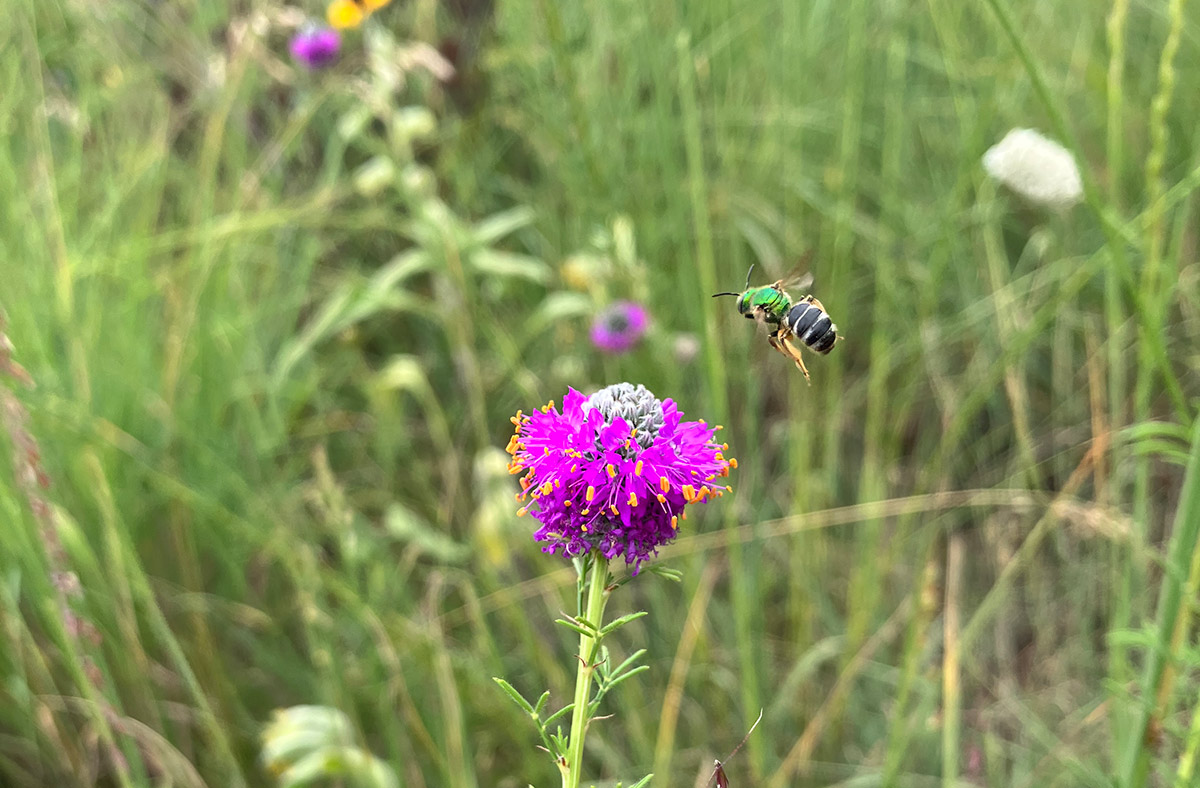  Green sweat bee flying in to forage on purple prairie clover (Dalea purpurea)
