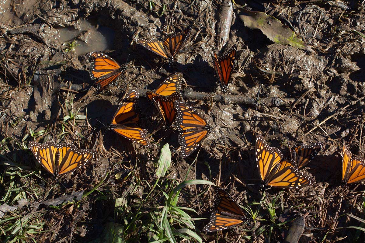 Many monarch butterflies landed in a muddy puddle to drink
