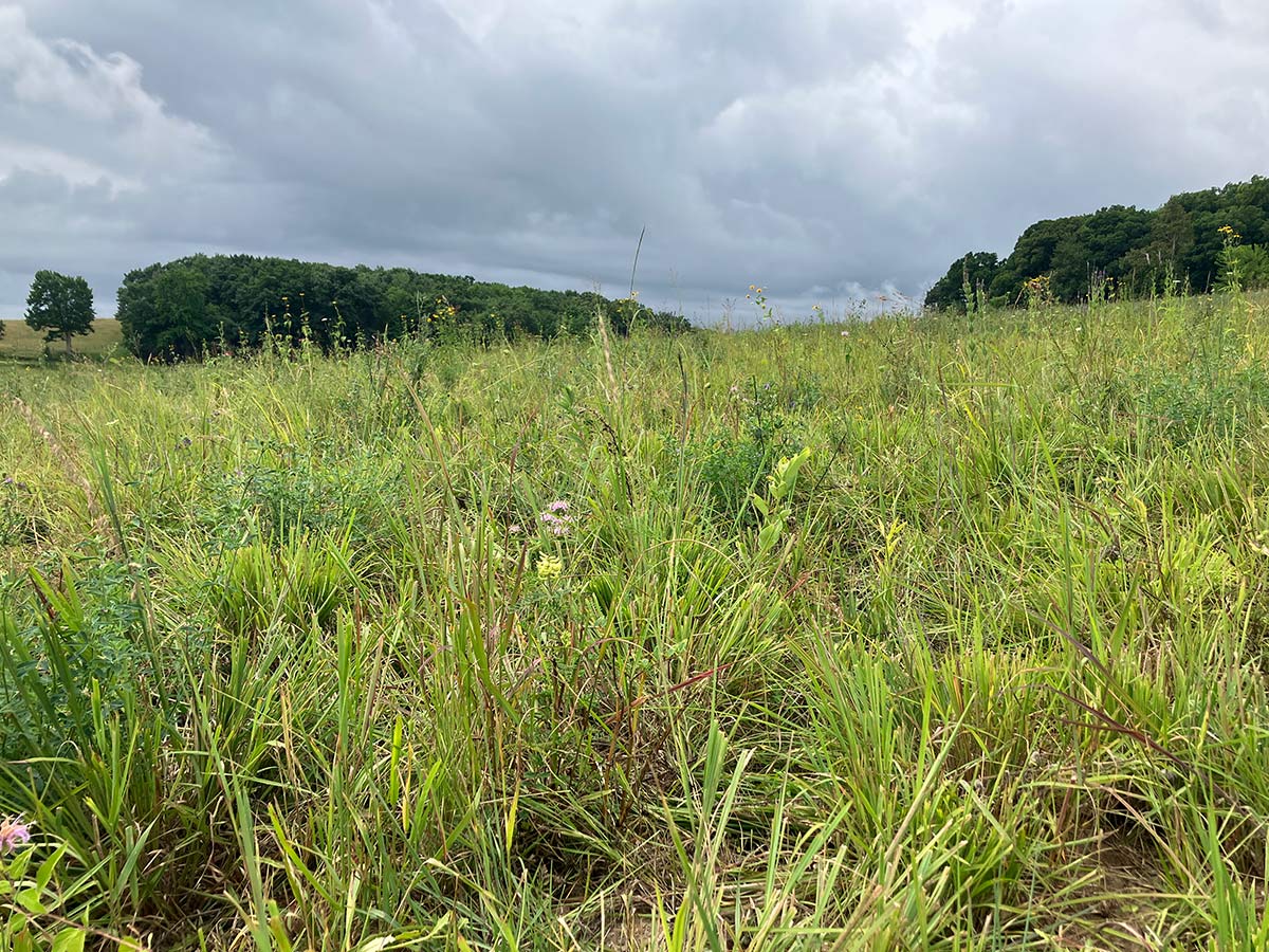 Planted prairie three weeks after being grazed. Several plants have blooming flowers.