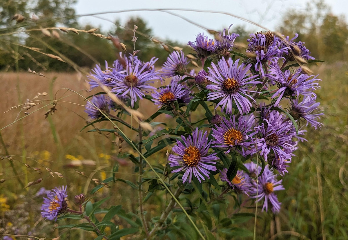 Several purple flowers in a field of tall grasses