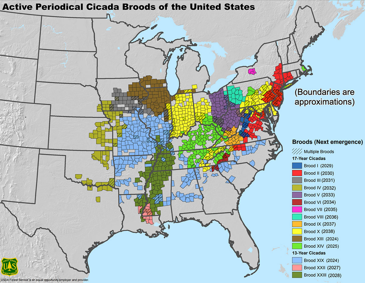 A map of the USA east of the Rocky Mountains, showing the different broods of periodical cicadas, and listing the years that they will emerge.&nbsp;