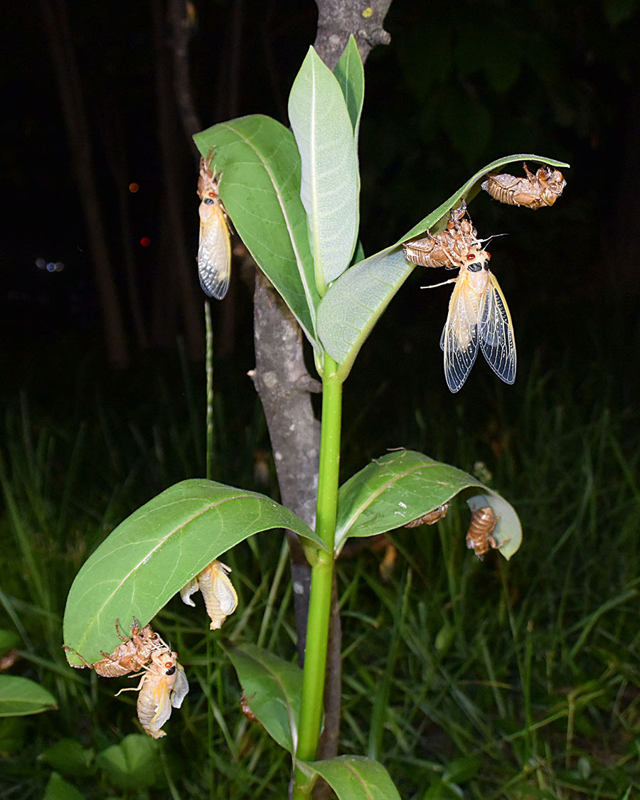 A number of Brood X periodical cicadas that have just undergone their final molt. They are still pale yellow and their wings are in various stages of unrolling. The nymphs climbed up this milkweed plant to molt.