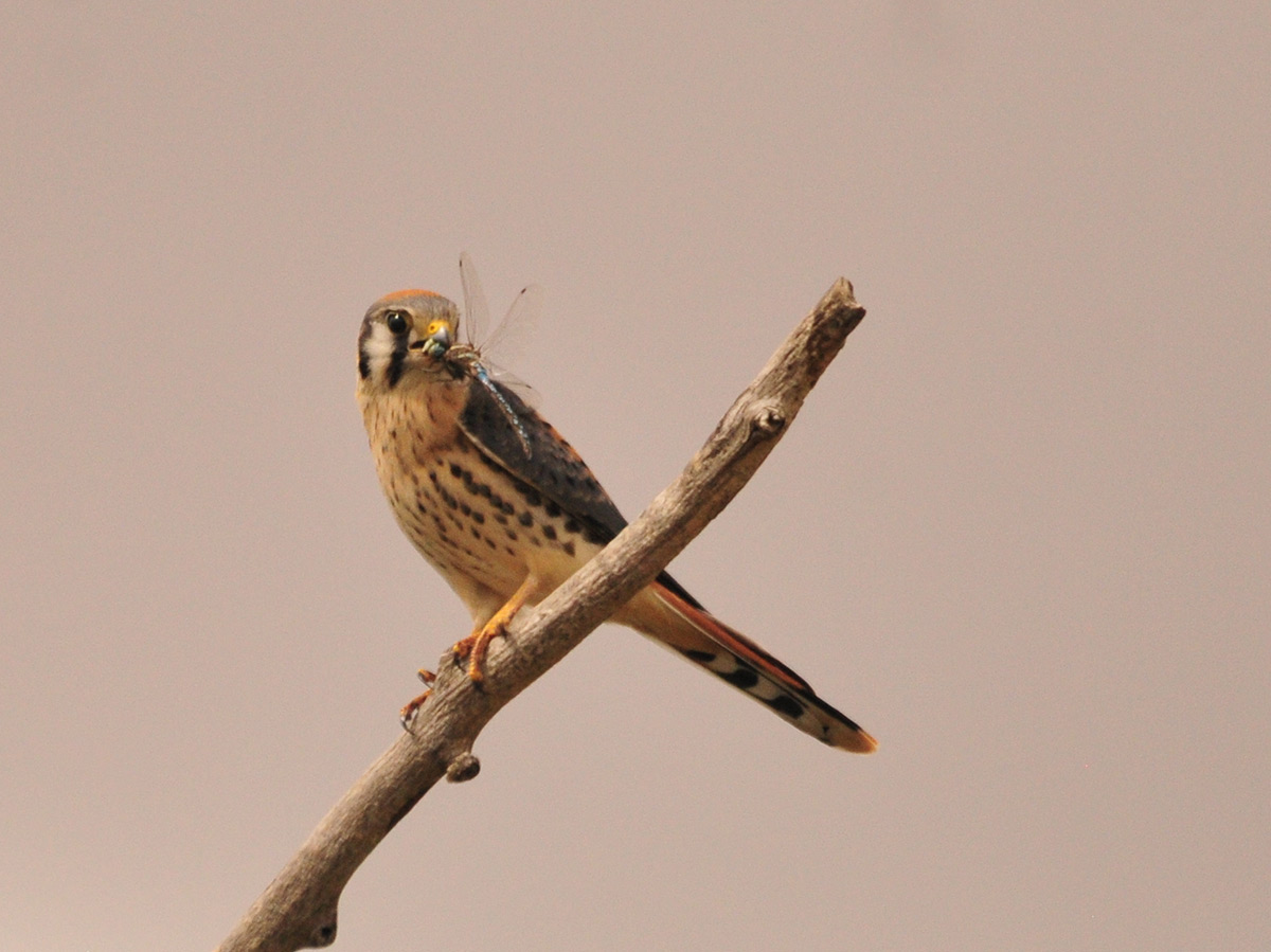 A kestrel perched on a branch with a dragonfly in its beak.