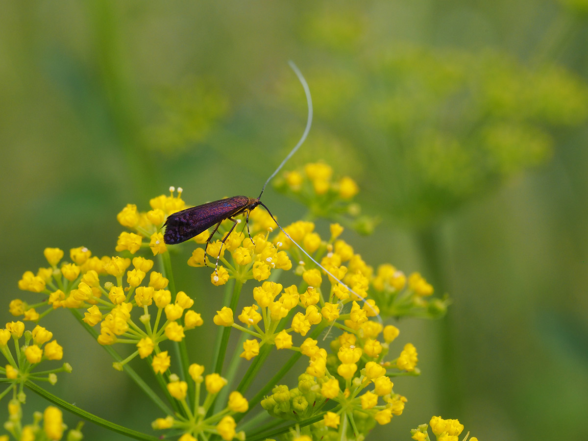 A very small moth perches atop a plant with clusters of tiny yellow flowers. The moth is a shiny deep purple, and has two very long greyish blue antennae.