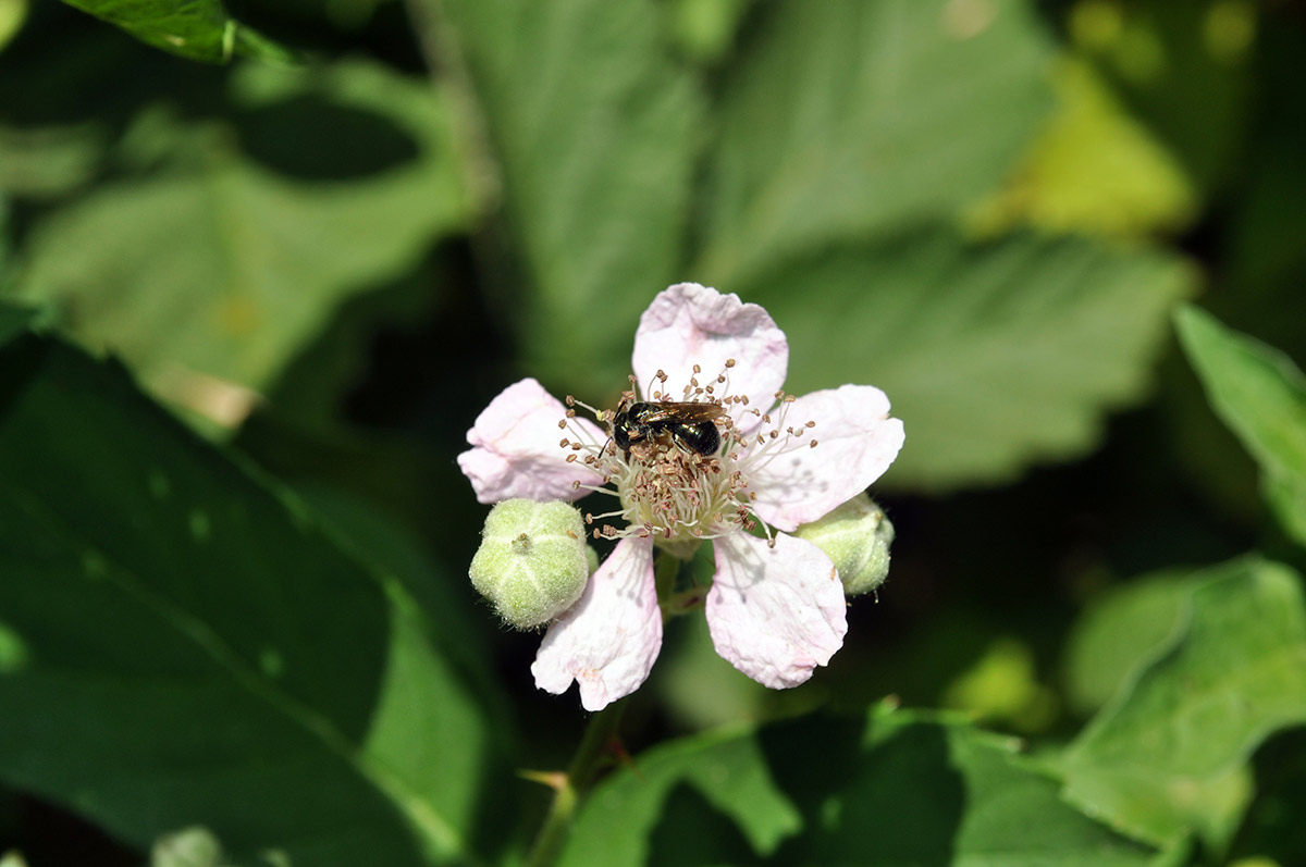  A small dark bee on a pale flower of a plant in the genus Rubus. Its body is iridescent, but only very dimly. From a distance it appears black, but up close it has some spots of brilliant green and blue noticeable.