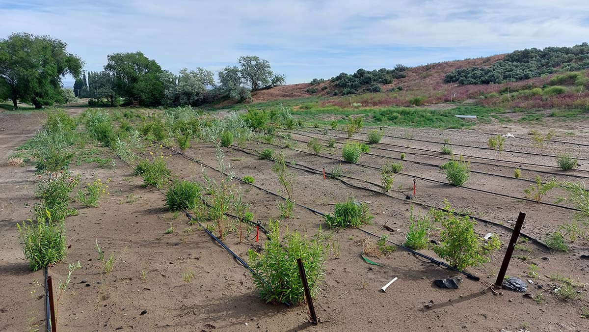 The same field, but instead of being bare, the plants have begun to grow in. While there is still space between many of them, several plants are flowering.