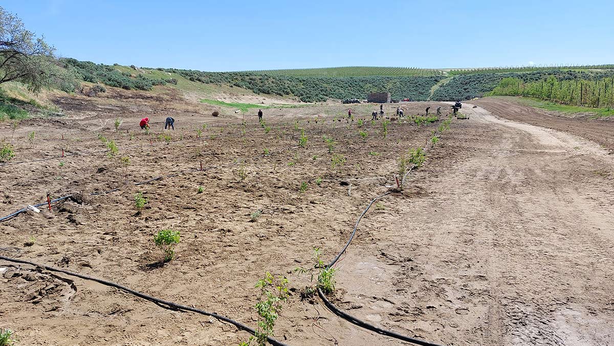 A mostly bare field of sandy soil, with several people working to plant new plants in the distance. Spaced regularly throughout the field are small native plants.