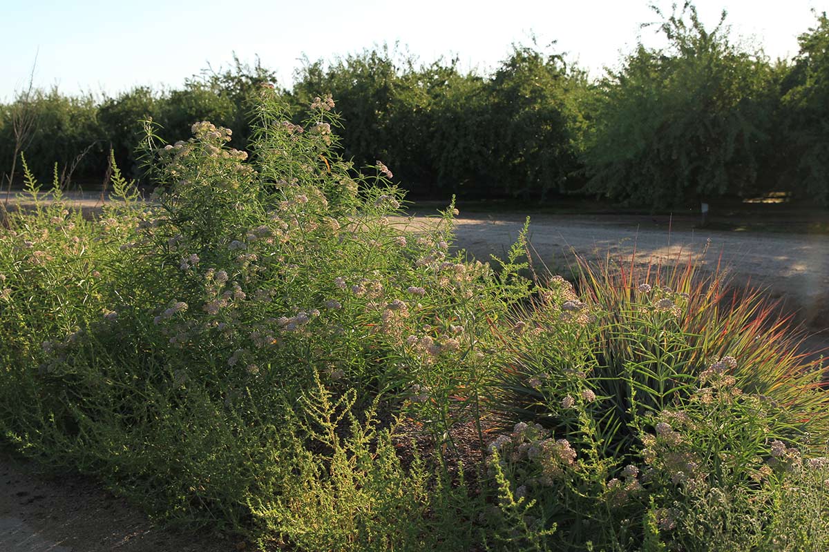 A hedgerow of flowering native plants on a farm.
