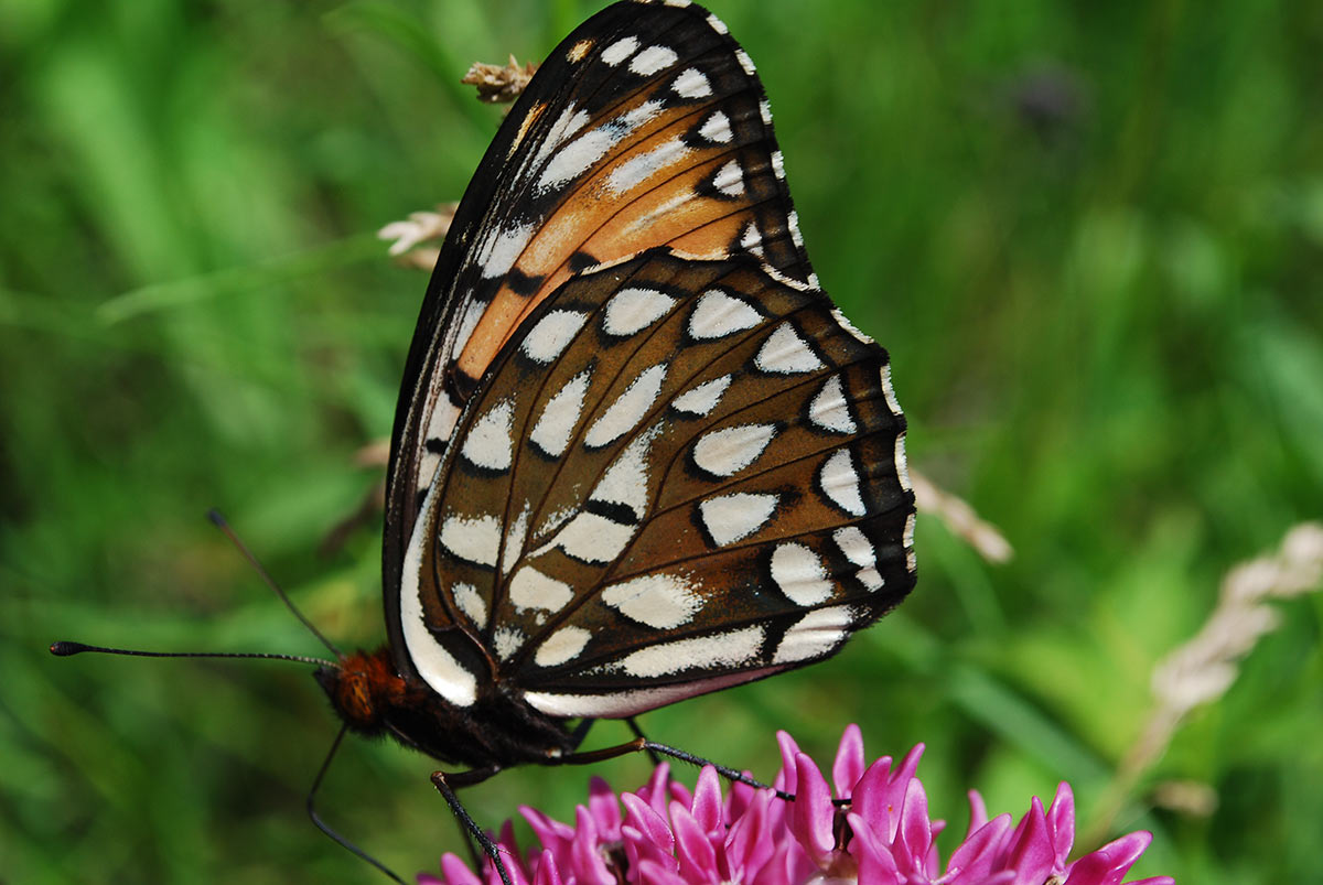 A large, gorgeous butterfly, with wings that are rusty orange with black and white patterns.