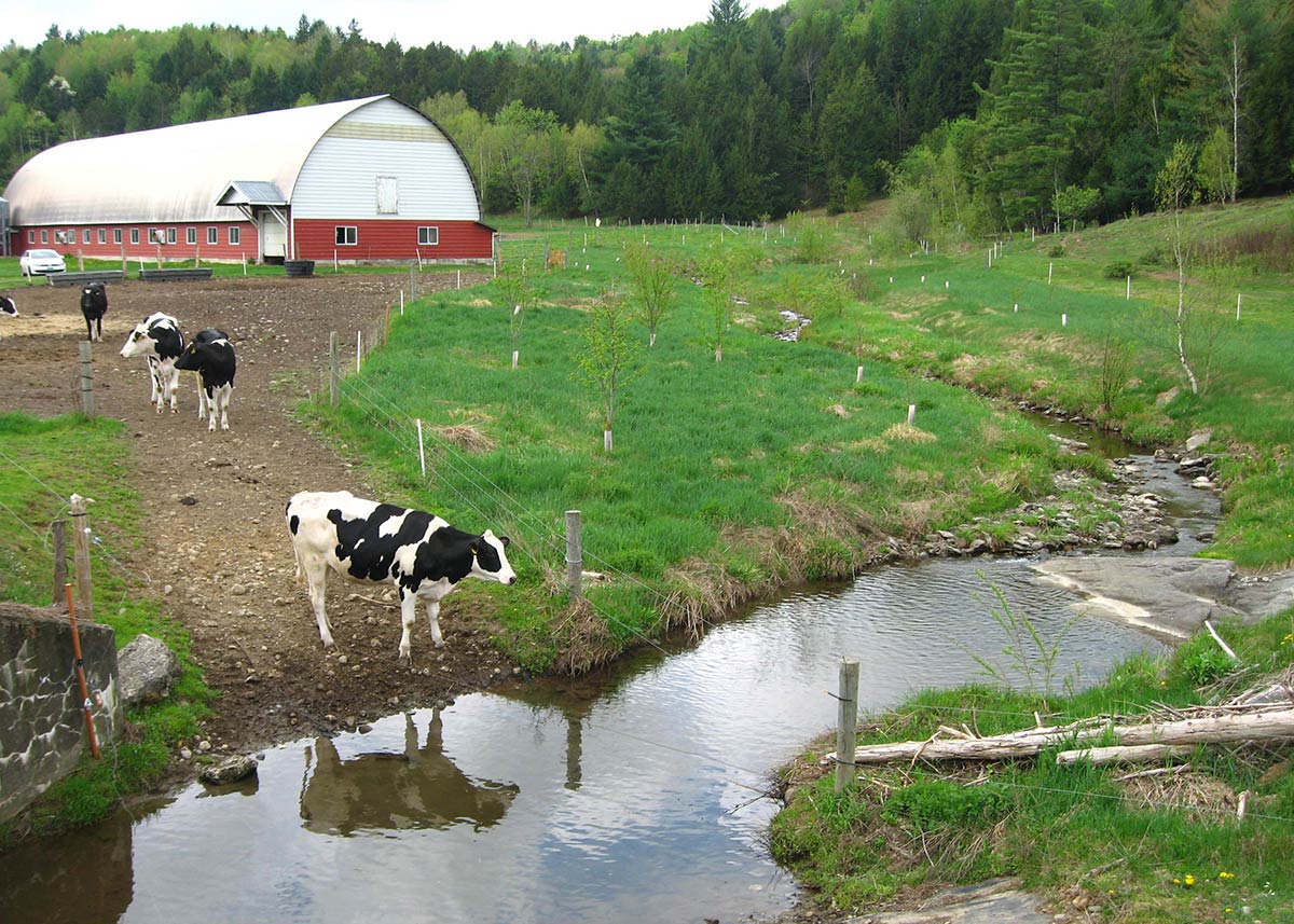 A stream winding past a cattle pasture. The stream is surrounded by planted tree saplings and small shrubs so that the bare pasture does not reach the stream, and a wire fence keeps the cattle from the plants.