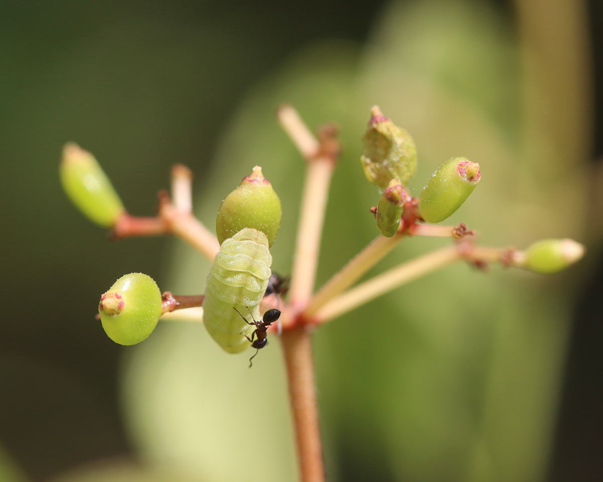 An ant tends to a caterpillar, which itself is feeding on a Vibernum plant.