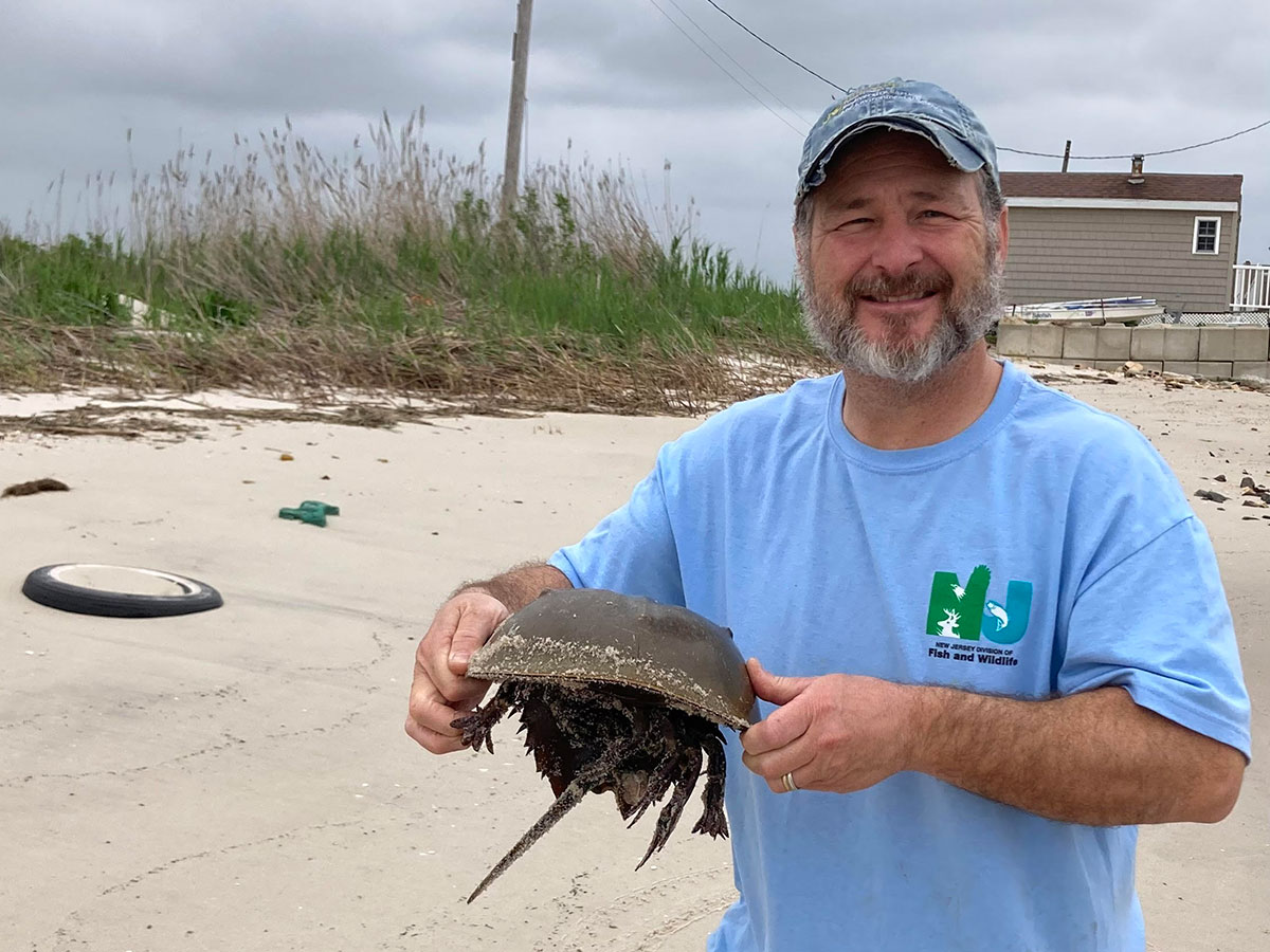 Ron Smith, a middle aged white man with a graying beard and a friendly smile, gently carrying a horseshoe crab along a beach. He is wearing bright blue tee shirt with the logo of the NJ Fish and Wildlife department.