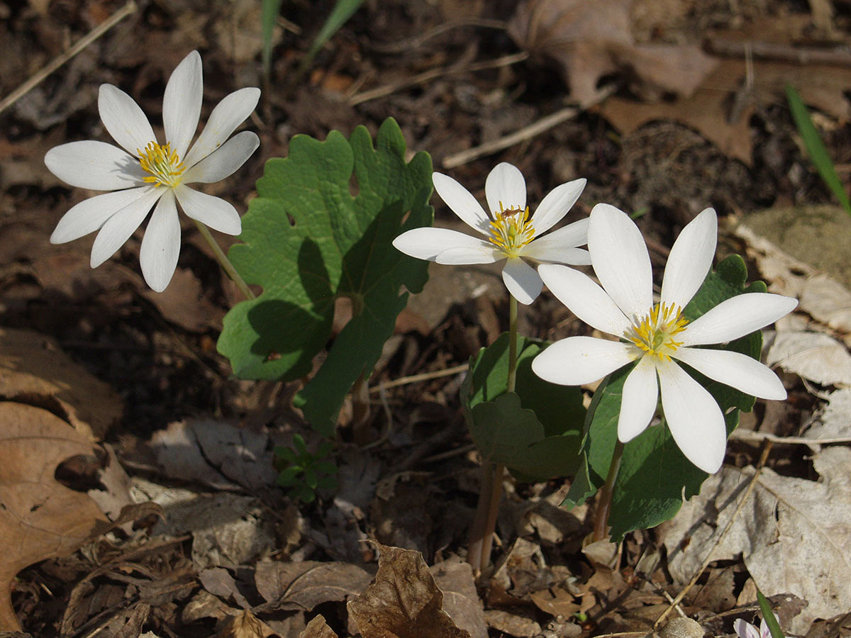 Three flowers of a bloodroot plant. The flowers are a bright white, with 8 or 9 large petals and a yellow center. 