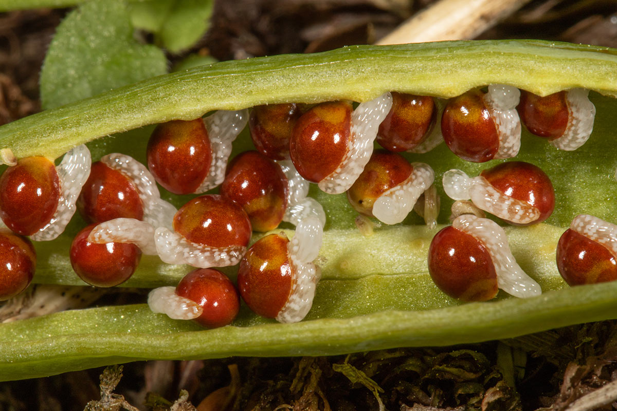 Several bloodroot seeds with their elaiosomes. The seeds are a bright red, while the elaiosomes are a white transparent jelly-like tube running along the side of each seed.