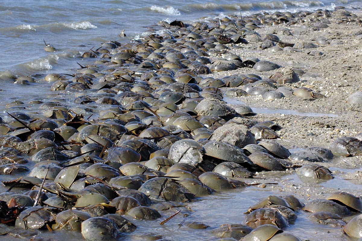 Hundreds of horseshoe crabs gathered on a Delware Bay beach to mate and lay their eggs. They have crawled out of the water, just ahead of the surf, often crawling over each other.