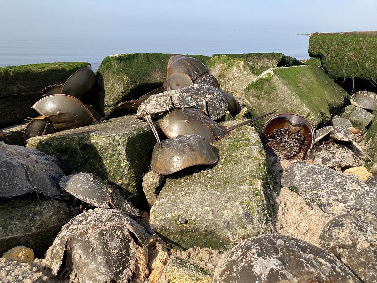 Horseshoe crabs stranded on rocks, away from the shore. Several have been flipped over by the waves and are struggling to right themselves.