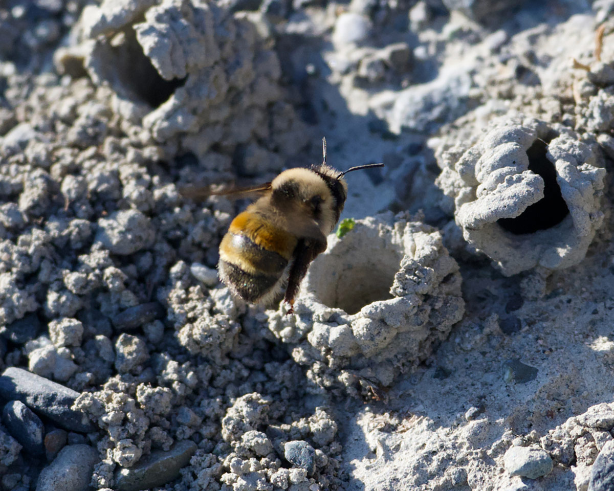 A digger bee, which resembles a bumble bee, hovering outside of the entrance of its nest, a burrow in the ground.&nbsp;