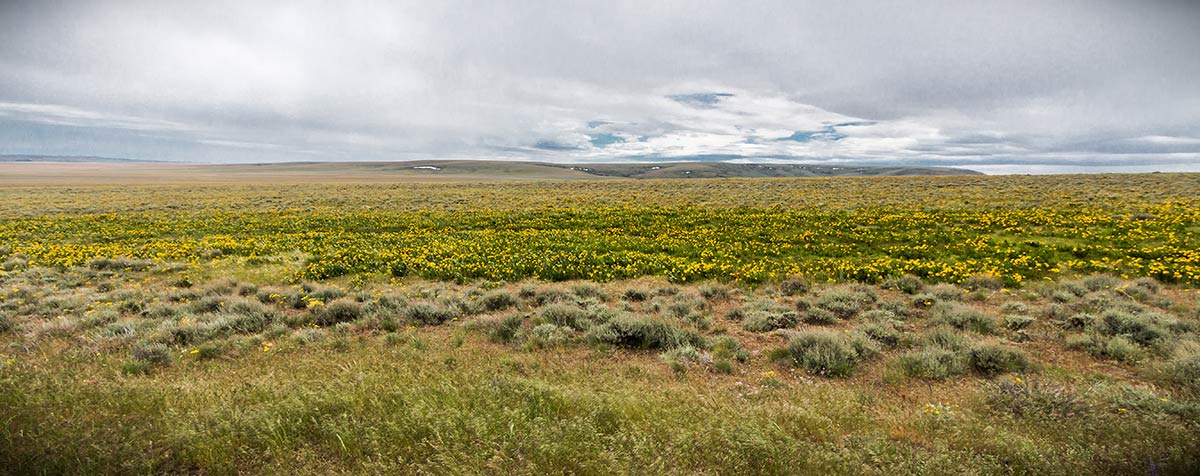 A wide open field of yellow flowers, short grasses, and scrub in southeastern Oregon.