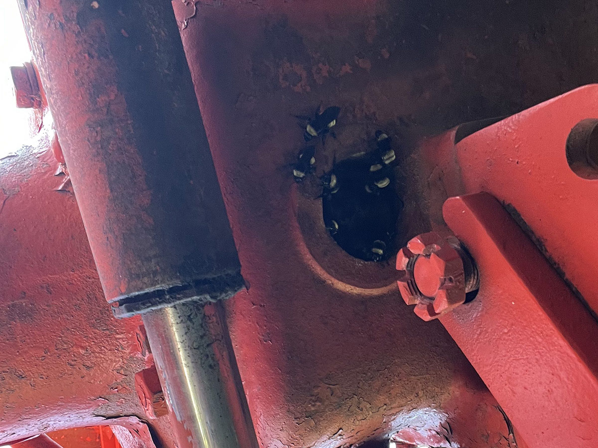 Several bumble bees emerging from an opening in the underside of an old red tractor.