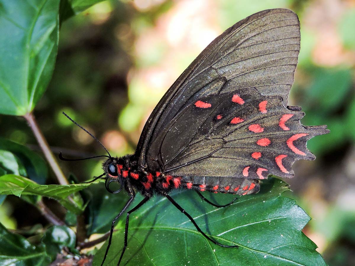 A large black butterfly resting on a leaf. Its wings and body have bright reddish pink markings.