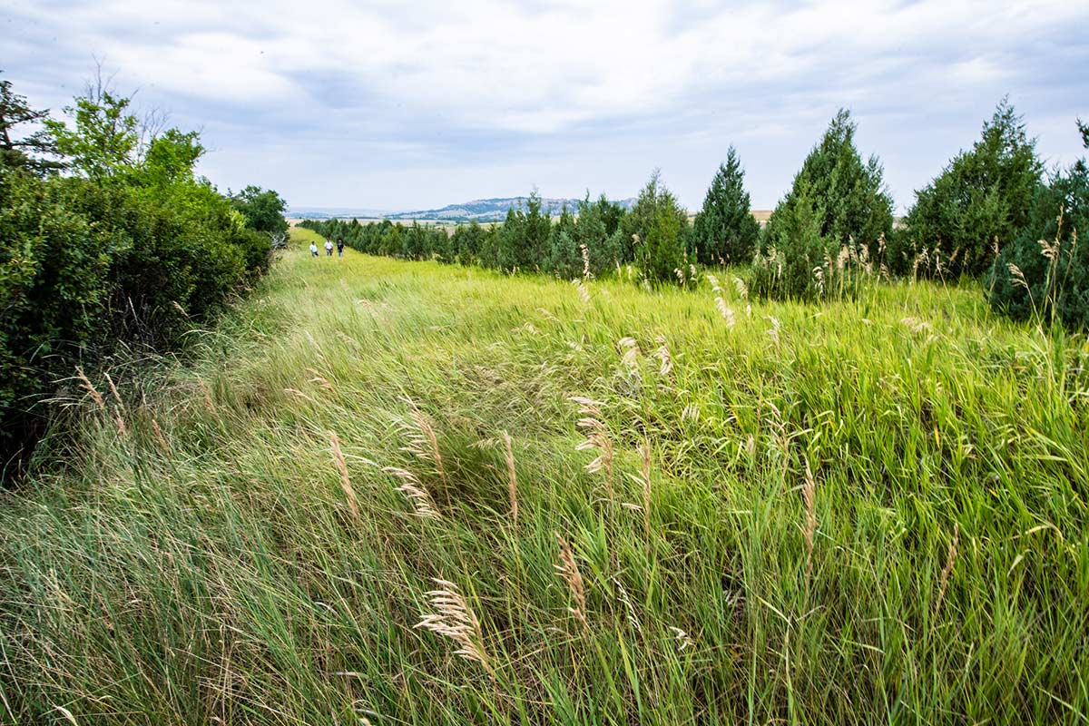  Several long strips of trees stretch down and away, all along the length of a field.