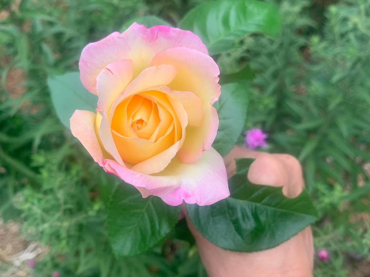 A flowering rose in a garden, with petals fringed in pink but a warm orange in the center. Its leaves show marks where sections have been cut off by an insect.
