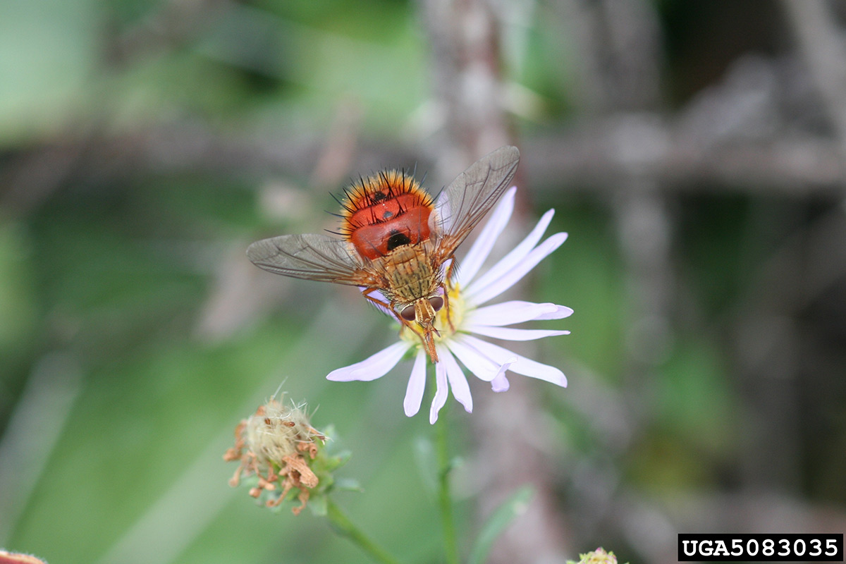  A photo of a tachinid fly perching on a white flower. The fly has a grey head and thorax, and a bright red body, all covered in distinct black bristle hairs.