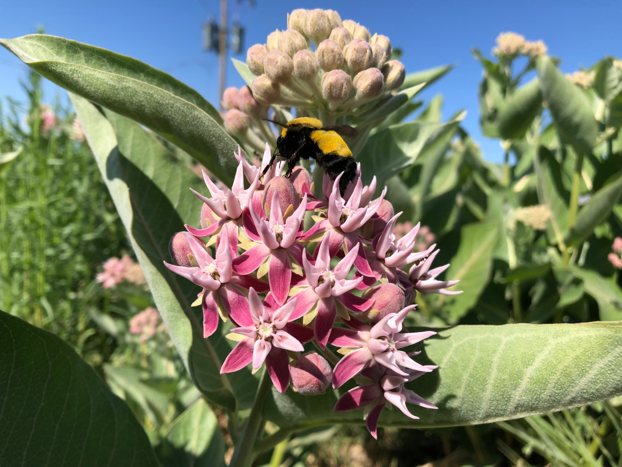 A Morrison bumble bee collecting nectar from a milkweed plant’s pink flowers.