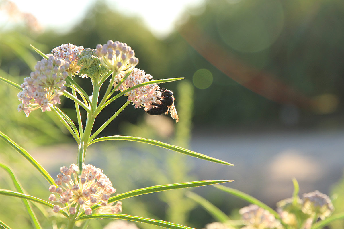 A large carpenter bee feeding on a cluster of milkweed flowers, at a hedgerow on a farm.