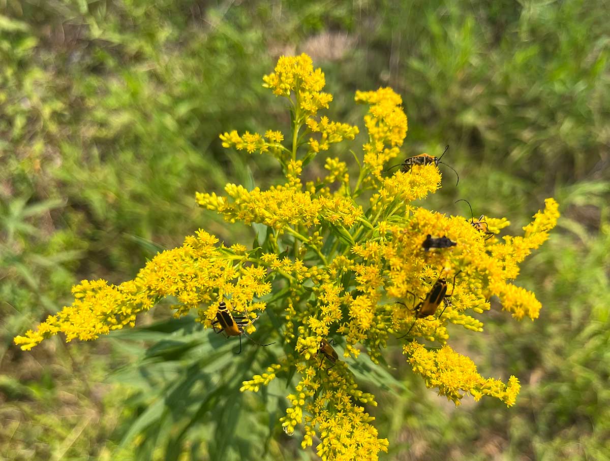  Several orange beetles with large black markings and and long antennae crawling over a cluster of rich yellow flowers.