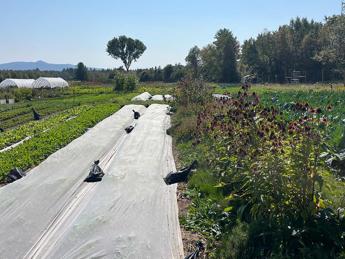 A row of short crops, covered by a lightly translucent material. Next to it is a row of flowering plants.