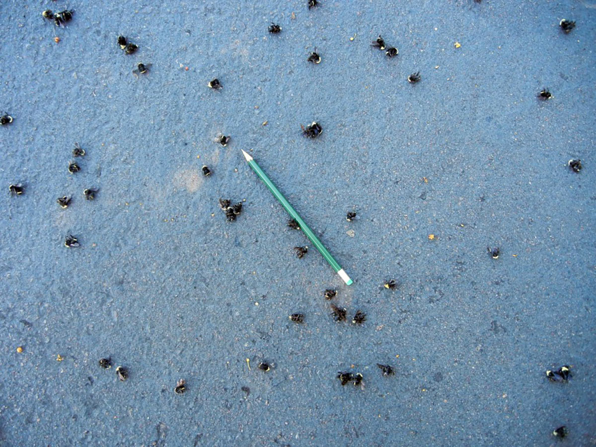 Many small dead bees laying scattered across the floor. A pencil is in the middle, to show the scale.