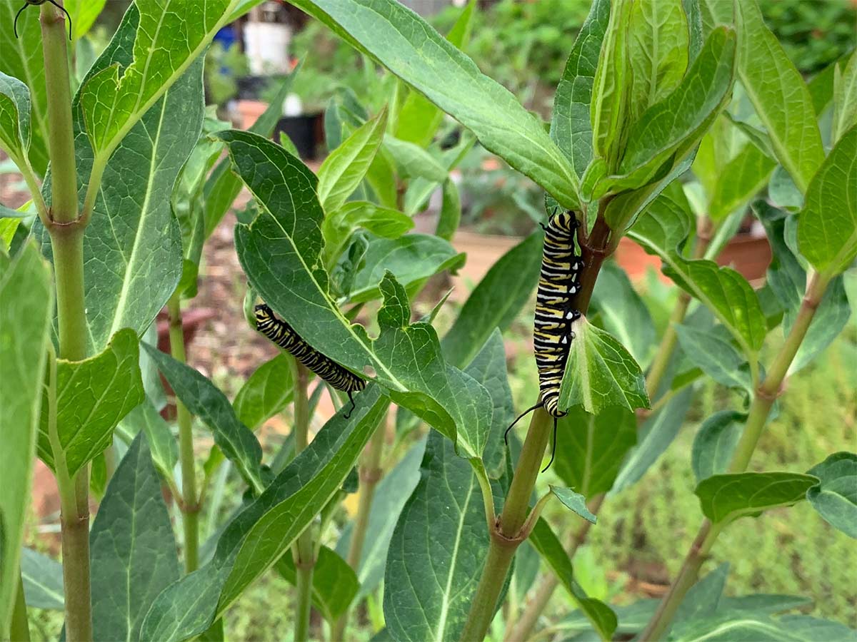 Several milkweed plants, with two large monarch caterpillars living on them.