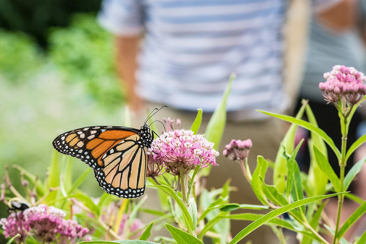 A monarch butterfly nectars on milkweed in the foreground, with a person in the background.  ( Lance Cheung / USDA CC0).