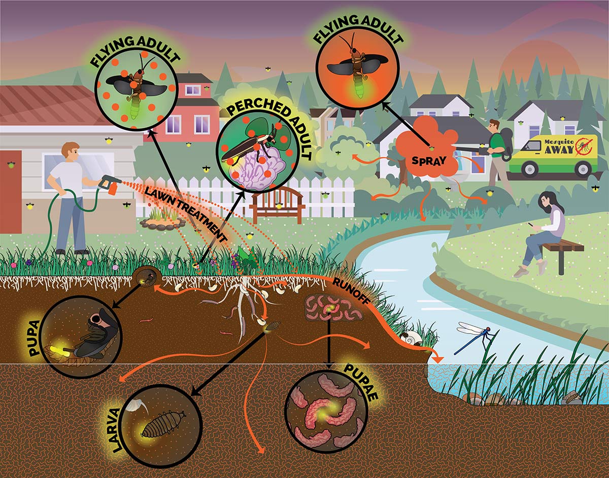 Illustration of how lawn pesticide treatments and mosquito sprays kill firefly adults, larvae, and pupae.