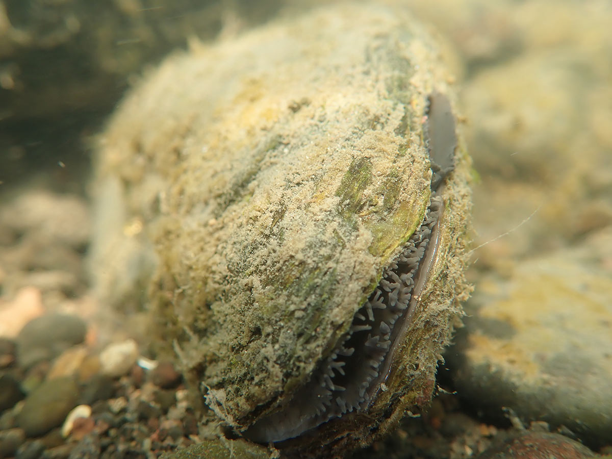 A close up of a mussel in a riverbed. Its shell is covered with algae, making it blend in with the surrounding rocks, but it open along the side revealing part of the soft body of the mussel.