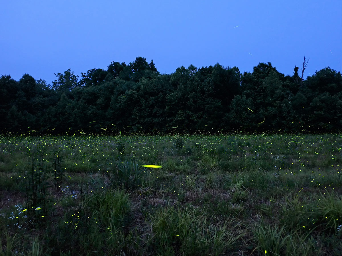 Many firefly flashes light up a field in Indiana.